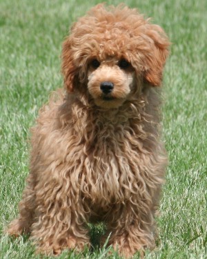 Miniature poodle puppy